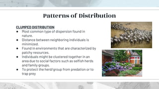 CLUMPED DISTRIBUTION
● Most common type of dispersion found in
nature.
● Distance between neighboring individuals is
minimized.
● Found in environments that are characterized by
patchy resources.
● Individuals might be clustered together in an
area due to social factors such as selfish herds
and family groups.
● To protect the herd/group from predation or to
trap prey
Patterns of Distribution
 