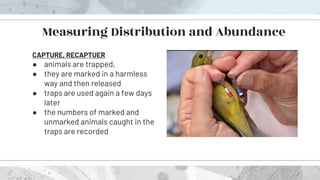 CAPTURE, RECAPTUER
● animals are trapped,
● they are marked in a harmless
way and then released
● traps are used again a few days
later
● the numbers of marked and
unmarked animals caught in the
traps are recorded
Measuring Distribution and Abundance
 