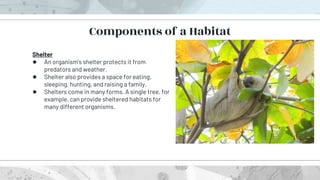 Shelter
● An organism’s shelter protects it from
predators and weather.
● Shelter also provides a space for eating,
sleeping, hunting, and raising a family.
● Shelters come in many forms. A single tree, for
example, can provide sheltered habitats for
many different organisms.
Components of a Habitat
 