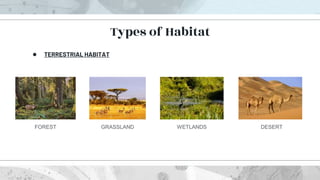 ● TERRESTRIAL HABITAT
Types of Habitat
FOREST GRASSLAND WETLANDS DESERT
 