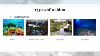 ● MARINE HABITAT
Types of Habitat
REEF INTERTIDAL ZONE ESTURIES SEA BED
 