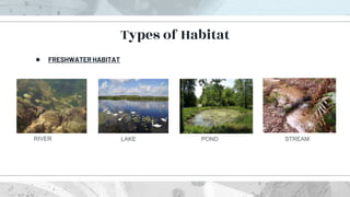 ● FRESHWATER HABITAT
Types of Habitat
RIVER LAKE POND STREAM
 