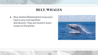 ● Blue whales (Balaenoptera musculus)
have a very cosmopolitan
distribution—they are found in every
ocean on the planet.
BLUE WHALES
 