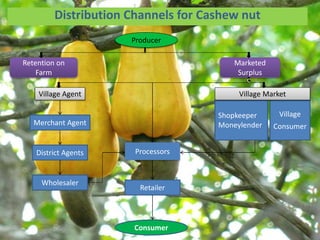 Distribution Channels for Cashew nut
Retention on
Farm
Marketed
Surplus
Wholesaler
Village
Consumer
Shopkeeper
Moneylender
Village Market
Processors
Village Agent
Consumer
Producer
c
Merchant Agent
District Agents
Retailer
 