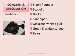 Starry flounder
Seagulls
Ducks
Sandpiper
Glaucous-winged gull
Green & white sturgeon
Bears
Predators
DISTRIBUTION OF RAZOR CLAM
 