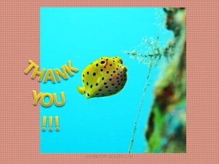 DISTRIBUTION OF RAZOR CLAM
 