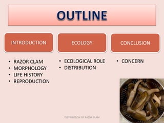 DISTRIBUTION OF RAZOR CLAM
INTRODUCTION ECOLOGY CONCLUSION
• RAZOR CLAM
• MORPHOLOGY
• LIFE HISTORY
• REPRODUCTION
• ECOLOGICAL ROLE
• DISTRIBUTION
• CONCERN
 