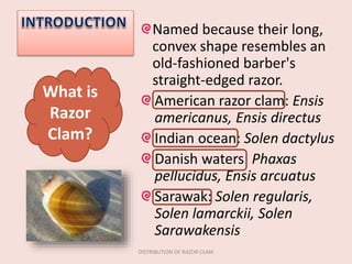 Named because their long,
convex shape resembles an
old-fashioned barber's
straight-edged razor.
American razor clam: Ensis
americanus, Ensis directus
Indian ocean: Solen dactylus
Danish waters: Phaxas
pellucidus, Ensis arcuatus
Sarawak: Solen regularis,
Solen lamarckii, Solen
Sarawakensis
DISTRIBUTION OF RAZOR CLAM
What is
Razor
Clam?
 