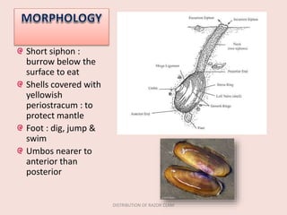 Short siphon :
burrow below the
surface to eat
Shells covered with
yellowish
periostracum : to
protect mantle
Foot : dig, jump &
swim
Umbos nearer to
anterior than
posterior
DISTRIBUTION OF RAZOR CLAM
 