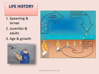 1. Spawning &
larvae
2. Juveniles &
adults
3. Age & growth
DISTRIBUTION OF RAZOR CLAM
 