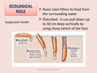 Razor clam filters its food from
the surrounding water
Disturbed : it can pull down up
to 30 cm deep vertically by
using sharp twitch of the foot
Suspension feeder
DISTRIBUTION OF RAZOR CLAM
 