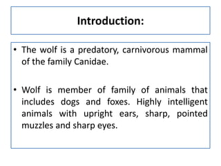 Wolf Introduction Distribution of wolf' | PPTX