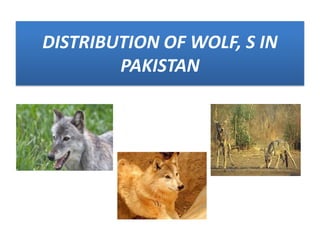 DISTRIBUTION OF WOLF, S IN
        PAKISTAN
 
