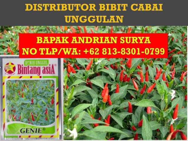 TAHAN VIRUS, WA: +62 81383010799, Bibit Cabe Rawit Unggul TAHAN VIRUS, WA: +62 81383010799, Bibit Cabe Rawit Unggul