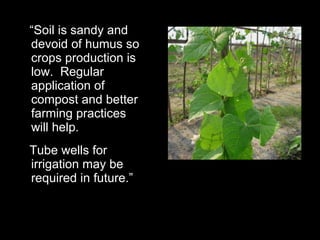 “ Soil is sandy and devoid of humus so crops production is low.  Regular application of compost and better farming practices will help.  Tube wells for irrigation may be required in future.” 
