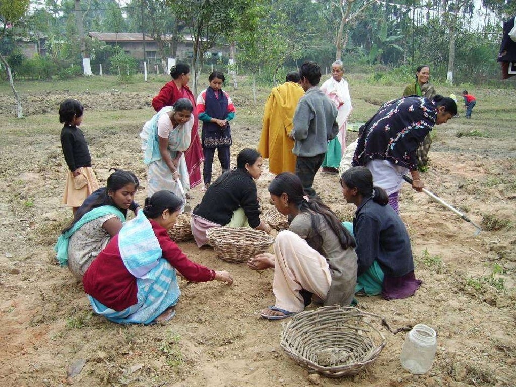 Fertile Ground in Sadiya, Assam