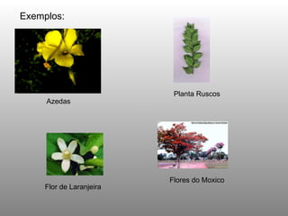 Azedas Planta Ruscos  Flor de Laranjeira  Flores do Moxico  Exemplos: 
