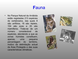 F auna No Parque Natural da Arrábida estão registadas 213 espécies de vertebrados, das quais 8 são anfíbios, 16 são répteis, 154 são aves e 35 são mamíferos. Trata-se de um número considerável de espécies, atendendo a que as zonas húmidas constituem, apenas, uma pequena percentagem do território, motivo da delimitação actual da Área Protegida e das suas características climáticas. 