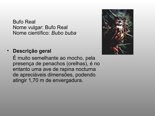   Bufo Real Nome vulgar: Bufo Real Nome científico:  Bubo buba Descrição geral É muito semelhante ao mocho, pela presença de penachos (orelhas), é no entanto uma ave de rapina nocturna de apreciáveis dimensões, podendo atingir 1,70 m de envergadura. 
