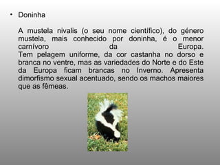 Doninha A mustela nivalis (o seu nome científico), do género mustela, mais conhecido por doninha, é o menor carnívoro da Europa. Tem pelagem uniforme, da cor castanha no dorso e branca no ventre, mas as variedades do Norte e do Este da Europa ficam brancas no Inverno. Apresenta dimorfismo sexual acentuado, sendo os machos maiores que as fêmeas.  
