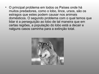 O principal problema em todos os Países onde há muitos predadores, como o lobo, lince, ursos, são os estragos que estes podem causar nos animais domésticos. O segundo problema com o qual temos que lidar é a perseguição ao lobo de tal maneira que em certas regiões, a população do lobo está a decair e nalguns casos caminha para a extinção total. 