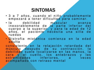 SINTOMAS
• 3 a 7 a ñ o s , c u a n d o e l n i ñ o p r o b a b l e m e n t e
e m p e z a r á a t e n e r d i f i c u l t a d p a r a c a m i n a r.
• l a d e b i l i d a d m u s c u l a r a v a n z a
i n e x o r a b l e m e n t e d e l a p a r t e i n f e r i o r d e l
c u e r p o a l a s u p e r i o r, y p a r a l a e d a d d e 1 2
a ñ o s , e l p a c i e n t e n e c e s i t a u n a s i l l a d e
r u e d a s
• D i s t r o f i a m i o t ó n i c a c o m i e n z a e n l a e d a d
a d u l t a
c o n s i s t e n t e e n l a r e l a j a c i ó n r e t a r d a d a d e l
m ú s c u l o d e s p u é s d e s u c o n t r a c c i ó n . l a
d e b i l i d a d s u e l e l o c a l i z a r s e e n l a s m a n o s , l a
c a r a y e l c u e l l o , l o s a n t e b r a z o s y l a s
e x t r e m i d a d e s i n f e r i o r e s , a v e c e s
a c o m p a ñ a d o c o n r e t r a s o m e n t a l
 
