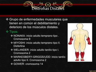 Distrofias Distales
 Grupo de enfermedades musculares que
tienen en común el debilitamiento y
deterioro de los músculos distales.
 Tipos:
 NONAKA: inicio adulto temprano tipo .
Cromosoma 9
 MIYOSHI: inicio adulto temprano tipo II.
Disferlina
 WELANDER: inicio adulto tardío tipo I.
Cromosoma 2
 MARKESBERY-GRIGGS/UDD: inicio tardío
adulto tipo II. Cromosoma 2
 GOWER: cromosoma 14
 