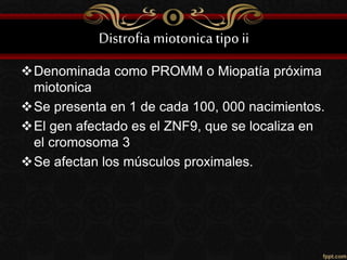 Distrofia miotonicatipo ii
Denominada como PROMM o Miopatía próxima
miotonica
Se presenta en 1 de cada 100, 000 nacimientos.
El gen afectado es el ZNF9, que se localiza en
el cromosoma 3
Se afectan los músculos proximales.
 
