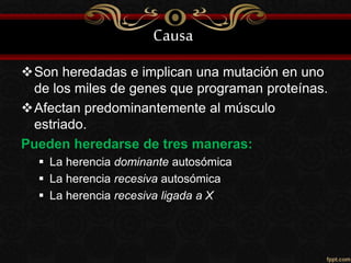 Causa
Son heredadas e implican una mutación en uno
de los miles de genes que programan proteínas.
Afectan predominantemente al músculo
estriado.
Pueden heredarse de tres maneras:
 La herencia dominante autosómica
 La herencia recesiva autosómica
 La herencia recesiva ligada a X
 