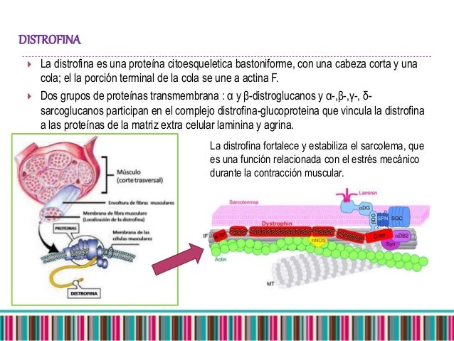 Diapositiva informativa sobre la estructura, el funcionamiento y las funciones de la distrofina. 