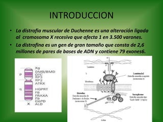 Distrofia muscular de duchenne | PPTX