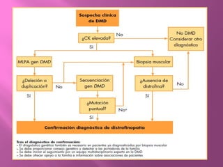 DISTROFIA MUSCULAR DE DUCHENNE EN PEDIATRIA | PPTX