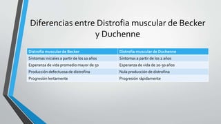 Diferencias entre Distrofia muscular de Becker
y Duchenne
Distrofia muscular de Becker Distrofia muscular de Duchenne
Síntomas iniciales a partir de los 10 años Síntomas a partir de los 2 años
Esperanza de vida promedi0 mayor de 50 Esperanza de vida de 20-30 años
Producción defectuosa de distrofina Nula producción de distrofina
Progresión lentamente Progresión rápidamente
 