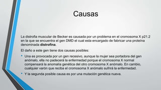 La distrofia muscular de Becker es causada por un problema en el cromosoma X p21.2
en la que se encuentra el gen DMD el cual esta encargado de fabricar una proteína
denominada distrofina.
El daño a este gen tiene dos causas posibles:
• Una es provocada por un gen recesivo, aunque la mujer sea portadora del gen
anómalo, ella no padecerá la enfermedad porque el cromosoma X normal
compensará la anomalía genética del otro cromosoma X anómalo. En cambio,
cualquier varón que reciba el cromosoma X anómalo sufrirá la enfermedad.
• Y la segunda posible causa es por una mutación genética nueva.
Causas
 