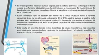 • El defecto genético hace que aunque se produzca la proteína distrofina, se fabrique de forma
escasa o no funcione adecuadamente. La distrofina es la responsable del mantenimiento de
la estructura de las células musculares. Se une al sarcolema previniendo su daño al momento
de la contracción.
• Existe sustancias que se escapan del interior de la célula muscular hacia el torrente
sanguíneo, la de mayor relevancia es la enzima CK o CPK, creatina quinasa o creatina fosfo
quinasa, esta participa en el proceso de producción de energía, que requiere el músculo. Al
disminuir la cantidad de CPK, el músculo pierde capacidad de funcionamiento ocasionando
debilidad muscular.
• Esto resulta en un doble daño,se reduce la cantidad de células musculares y las existentes
progresivamente van perdiendo su capacidad de funcionamiento, y el músculo se debilita de
manera continua y progresiva.
 