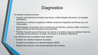 Diagnostico
Un examen puede encontrar:
• Huesos anormalmente formados que llevan a deformidades del pecho y la espalda
(escoliosis).
• Insuficiencia cardíaca congestiva o latidos cardíacos irregulares (arritmias) que son
infrecuentes.
• Deformidades musculares como contracturas de talones y piernas, tejido conectivo y
graso anormal en los músculos de la pantorrilla.
• Pérdida muscular que comienza en las piernas y la pelvis, luego se traslada hasta los
músculos de los hombros, el cuello, los brazos y el aparato respiratorio.
Los exámenes que se pueden hacer abarcan:
• Examen de creatina-cinasa en la sangre
• Pruebas neurológicas con electromiografía (EMG)
• Biopsia del músculo o una prueba genética de la sangre
 