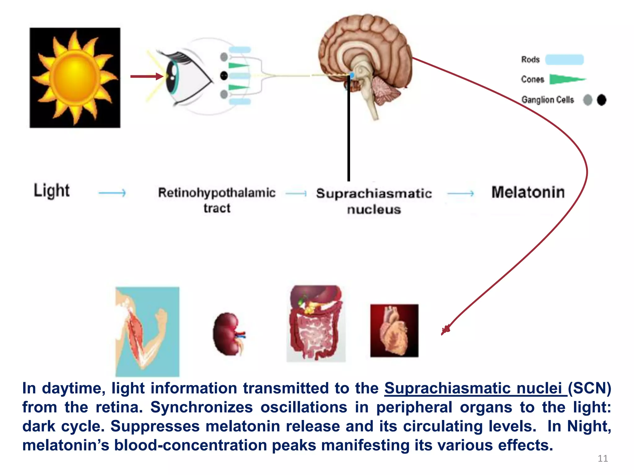 Disturbance of circadian rhythm and its effect on health | PPTX