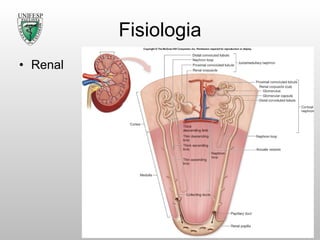 Fisiologia Renal 