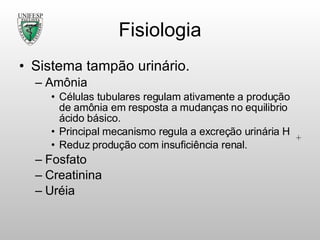Fisiologia Sistema tampão urinário. Amônia Células tubulares regulam ativamente a produção de amônia em resposta a mudanças no equilibrio ácido básico. Principal mecanismo regula a excreção urinária H Reduz produção com insuficiência renal. Fosfato Creatinina Uréia 