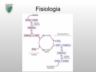 Fisiologia 
