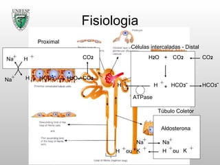 Fisiologia Na Na H H + + HCO 3 ‾ CO 2 H 2 O CO 2 Proximal H H ATPase CO 2 H 2 O + HCO 3 ‾ CO 2 HCO 3 ‾ + Células intercaladas - Distal Aldosterona Na H K ou Na H K ou Túbulo Coletor 