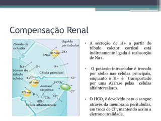 Compensação Renal
• Secreção de H+ no túbulo
coletor ( para cada H+
secretado, um HCO3 – é
regenerado )
• Excreção de H+ no túbulo
proximal ( ligado a amônia,
que se liga ao H+ formando o
cátion amônio )
• A secreção de H+ a partir do
túbulo coletor cortical está
indiretamente ligada à reabsorção
de Na+.
• O potássio intracelular é trocado
por sódio nas células principais,
enquanto o H+ é transportado
por uma ATPase pelas células
alfaintercalares.
• O HCO3 é devolvido para o sangue
através da membrana peritubular,
em troca de Cl–
, mantendo assim a
eletroneutralidade.
 
