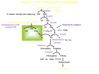 CASCATA DA COAGULAÇÃO SANGÜÍNEA
V. INTRÍNSECA – Fatores do
plasma
F. contato: ativado com cargas neg – XII XIIa
XI XIa
IX IXa
X Xa X
Protrombina Trombina
Fibrinogênio Fibrina
Polimerização
COÁGULO
VIIIa
Va + Ca
F 3 plaq, Ca²VII VIIa
Ca²
XIIIa
Fator tecidual – V. EXTRÍNSECA
XIII
contato
III
ativação
ativação
formação de complexo
ativação
ativação
Transform.
Clivagem
Tromboplastina ou FIII
– receptor FVII
 