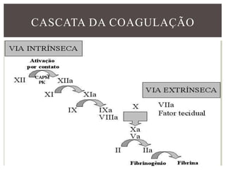 CASCATA DA COAGULAÇÃO
 