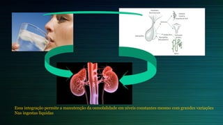 Essa integração permite a manutenção da osmolalidade em níveis constantes mesmo com grandes variações
Nas ingestas líquidas
 