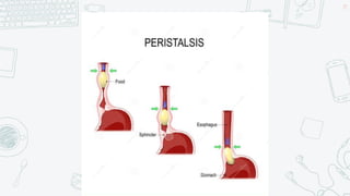Peristalse
19
 