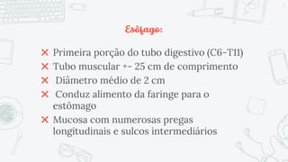 Esôfago:
✖ Primeira porção do tubo digestivo (C6-T11)
✖ Tubo muscular +- 25 cm de comprimento
✖ Diâmetro médio de 2 cm
✖ Conduz alimento da faringe para o
estômago
✖ Mucosa com numerosas pregas
longitudinais e sulcos intermediários
3
 
