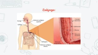 Esôfago:
4
 