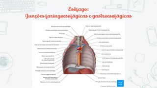 Esôfago:
Junções faringoesofágicas e gastroesofágicas
6
 