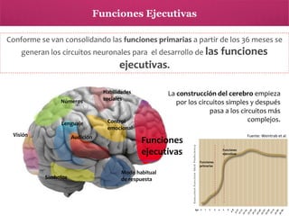 Funciones Ejecutivas
Conforme se van consolidando las funciones primarias a partir de los 36 meses se
generan los circuitos neuronales para el desarrollo de las

funciones

ejecutivas.
Números

Lenguaje
Visión

Audición

Funciones
Habilidades
sociales
ejecutivas

La construcción del cerebro empieza
por los circuitos simples y después
pasa a los circuitos más
complejos.

Control
emocional

Fuente: Weintrab et al.

Funciones
ejecutivas

Funciones
ejecutivas
Funciones
primarias

Símbolos

Modo habitual
de respuesta

 